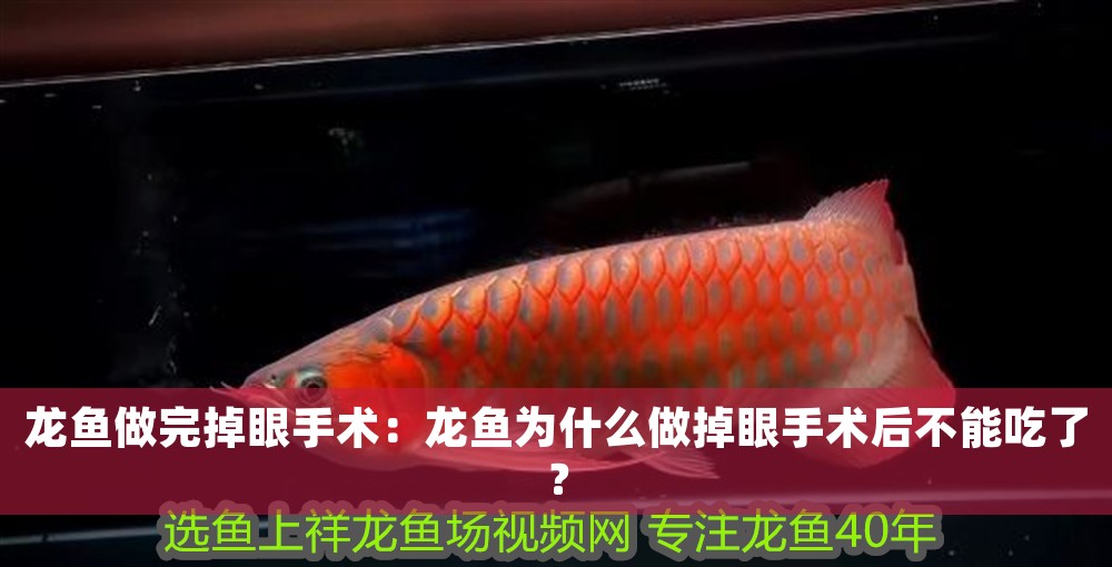 龍魚(yú)做完掉眼手術(shù)：龍魚(yú)為什么做掉眼手術(shù)后不能吃了？