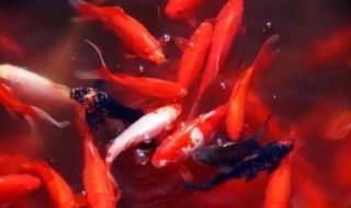 十大最旺財?shù)聂~
