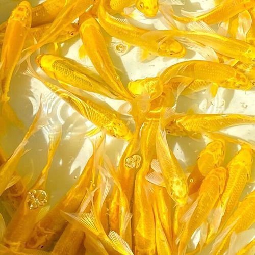 哪個品種的龍鳳魚最受歡迎？