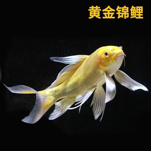 哪個品種的龍鳳魚最受歡迎？