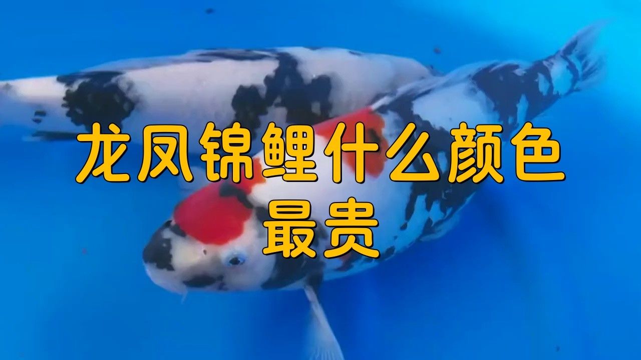 哪個品種的龍鳳魚最受歡迎？