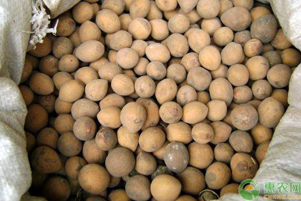 雙線側魚清塘消毒的最佳時機，雙線側魚消毒的最佳時機