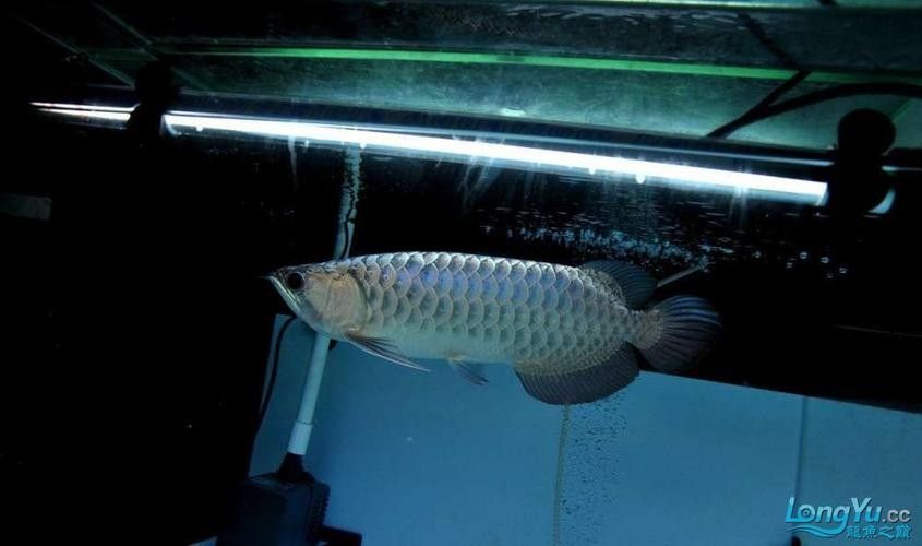龍魚圖片真實