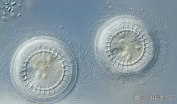 魚得了寄生蟲什么表現