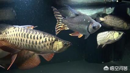龍魚和虎魚怎樣搭配養殖方法：龍魚和虎魚的養殖方法在家庭環境中通常需要精心策劃以確保兩者都能和諧共存
