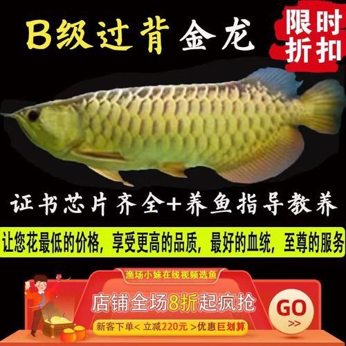 哪里可以購買到金龍魚魚苗？