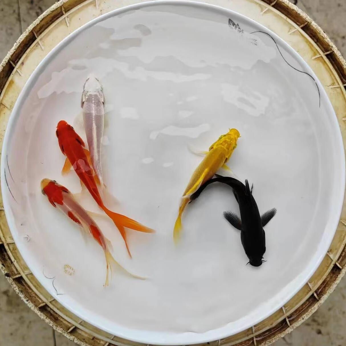 龍魚飼料魚怎么養(yǎng)活的：養(yǎng)殖龍魚飼料魚需要注意哪些問題