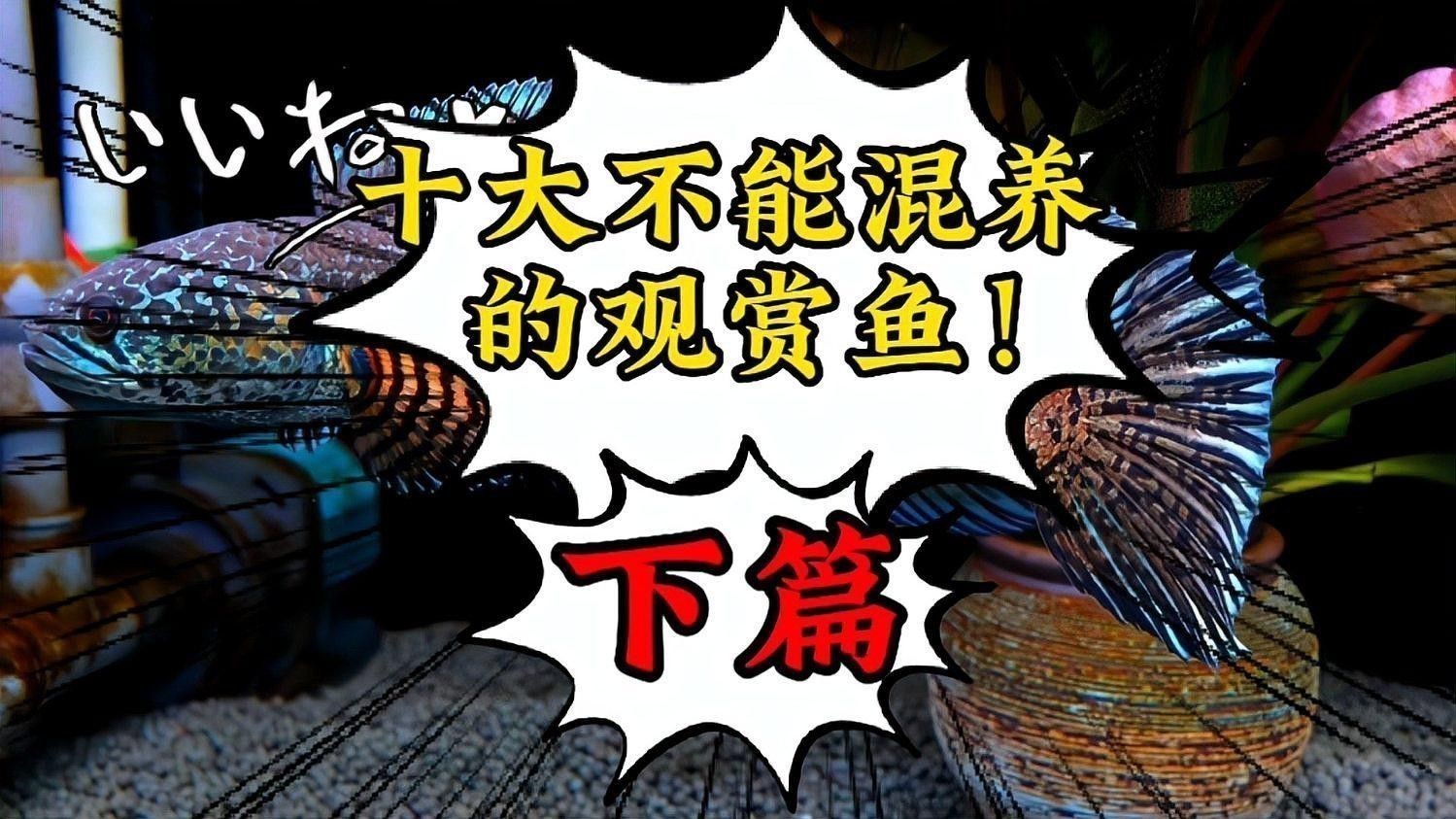 哪些雷龍魚品種不適合混養？