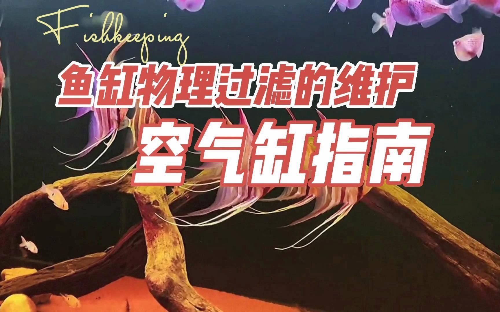 龍魚缸過濾系統(tǒng)多久清洗一次？