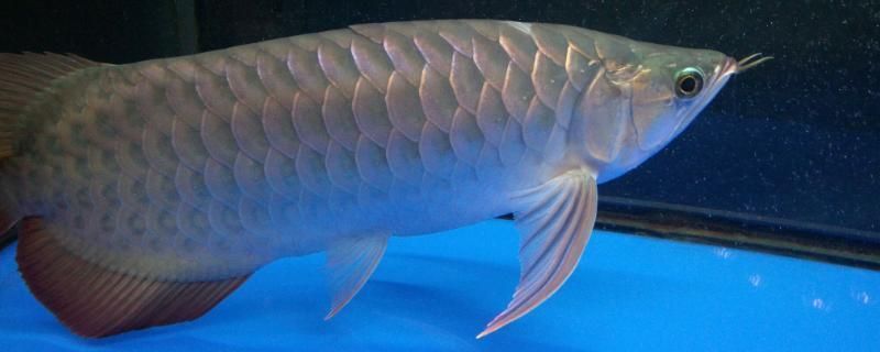 龍魚喂飼料魚會死嗎（龍魚可以喂食飼料嗎）