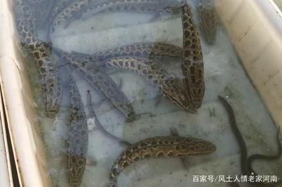 龍魚鱗掉了多久恢復生長：龍魚鱗片掉了多久恢復生長