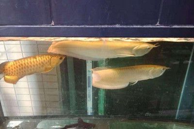 龍魚鱗掉了多久恢復生長：龍魚鱗片掉了多久恢復生長