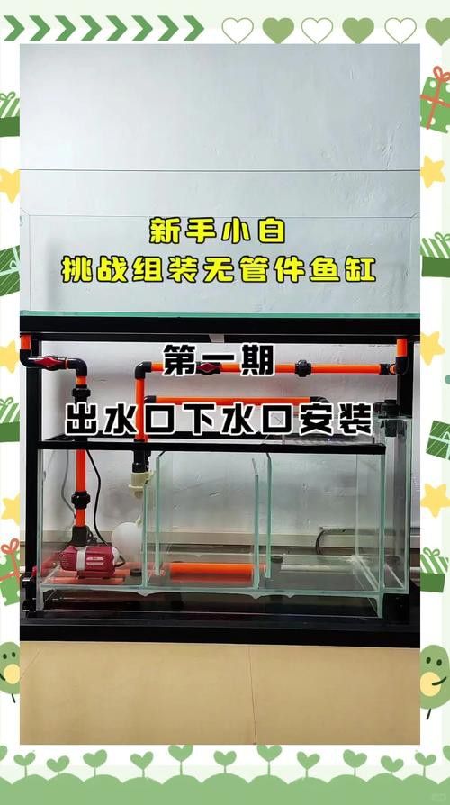 養銀龍魚需要什么設備呢