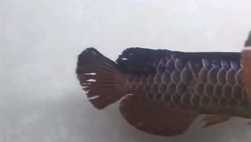 銀龍魚鼻子爛怎么處理視頻教學