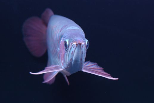 白底紅龍魚，如何辨別優質白底紅龍魚