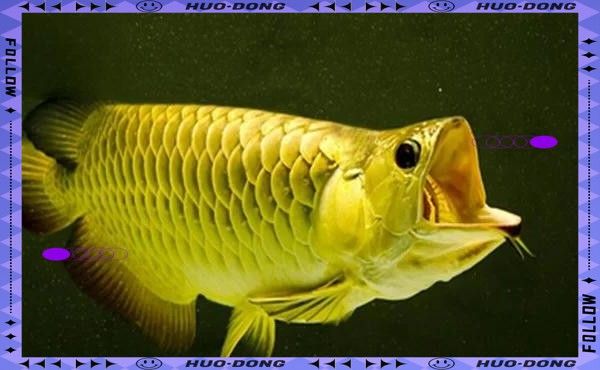 金龍魚爛尾后需要隔離嗎？