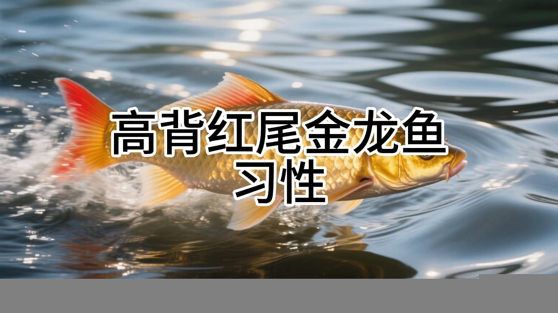 金龍魚喜歡吃什么