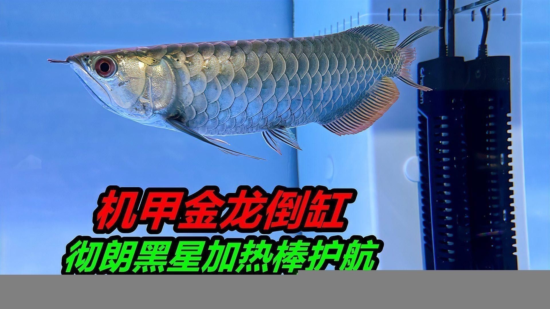 金龍魚喜歡吃什么
