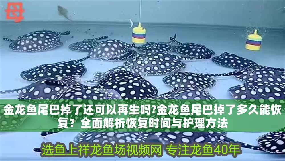 金龍魚尾巴掉了還可以再生嗎?金龍魚尾巴掉了多久能恢復？全面解析恢復時間與護理方法
