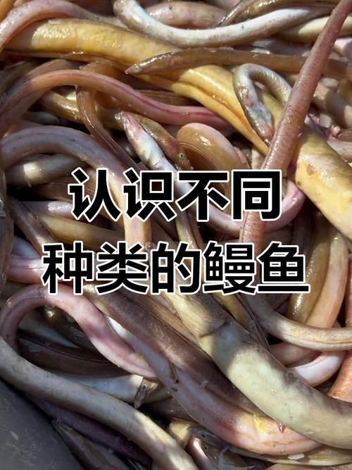 鰻魚公母對(duì)照?qǐng)D片