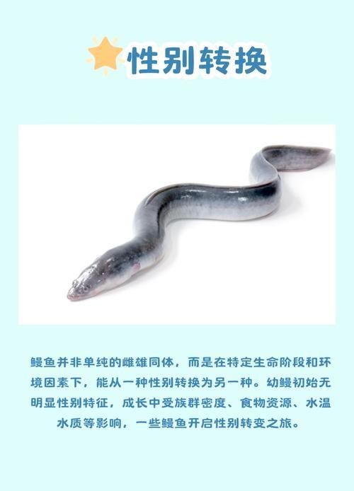鰻魚公母對(duì)照?qǐng)D片