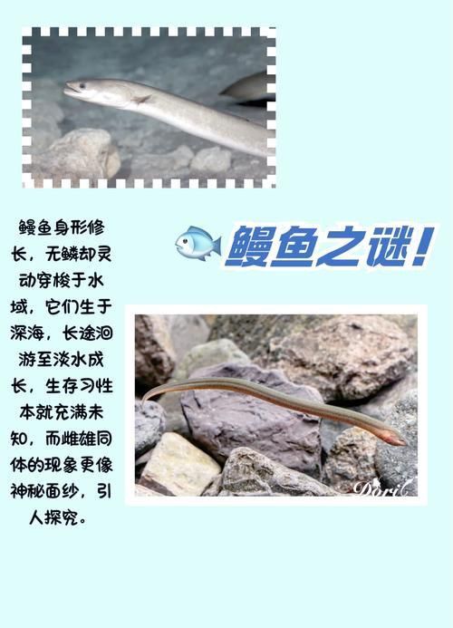 鰻魚公母對(duì)照?qǐng)D片