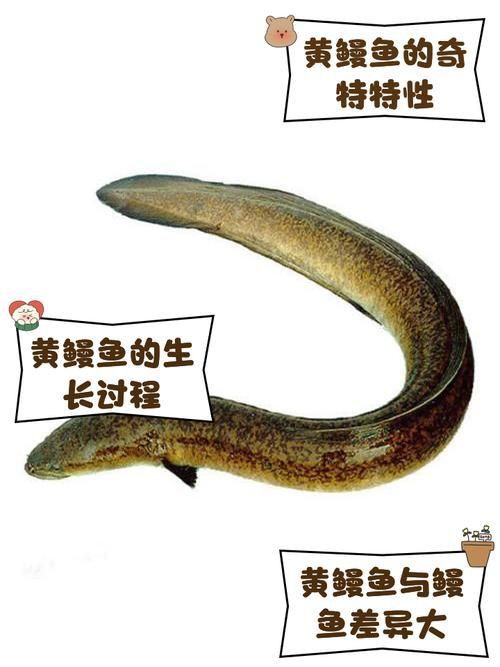 鰻魚公母對照圖片