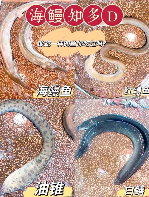 鰻魚公母對照圖片