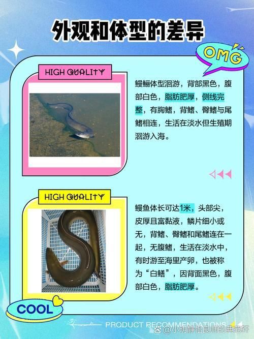 鰻魚公母對照圖片
