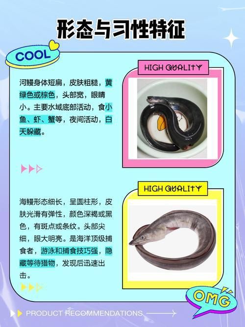 鰻魚公母對照圖片