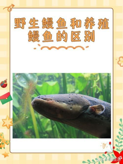 鰻魚公母對照圖片