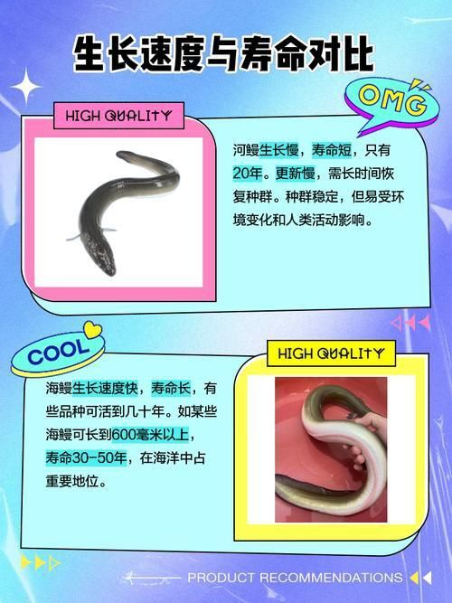 鰻魚公母對照圖片