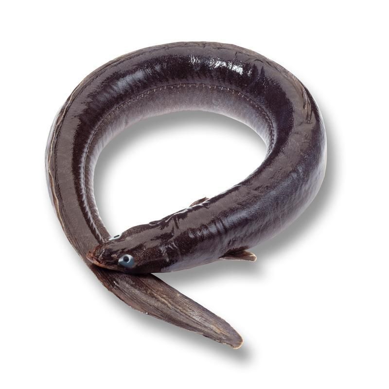 鰻魚公母對照圖片