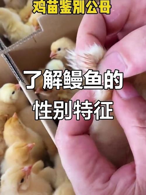 鰻魚公母對照圖片