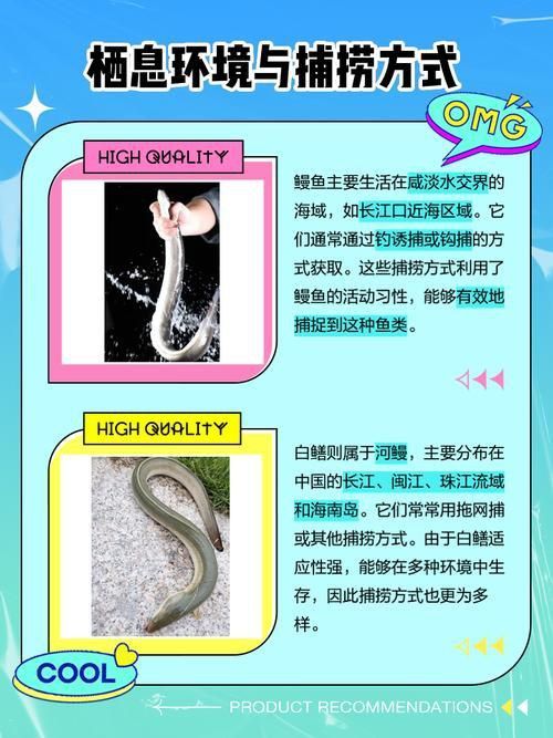 鰻魚公母對照圖片