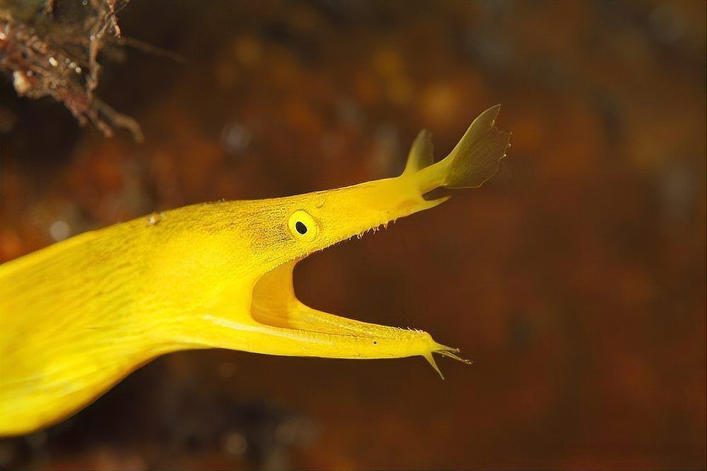 鰻魚公母對照圖片
