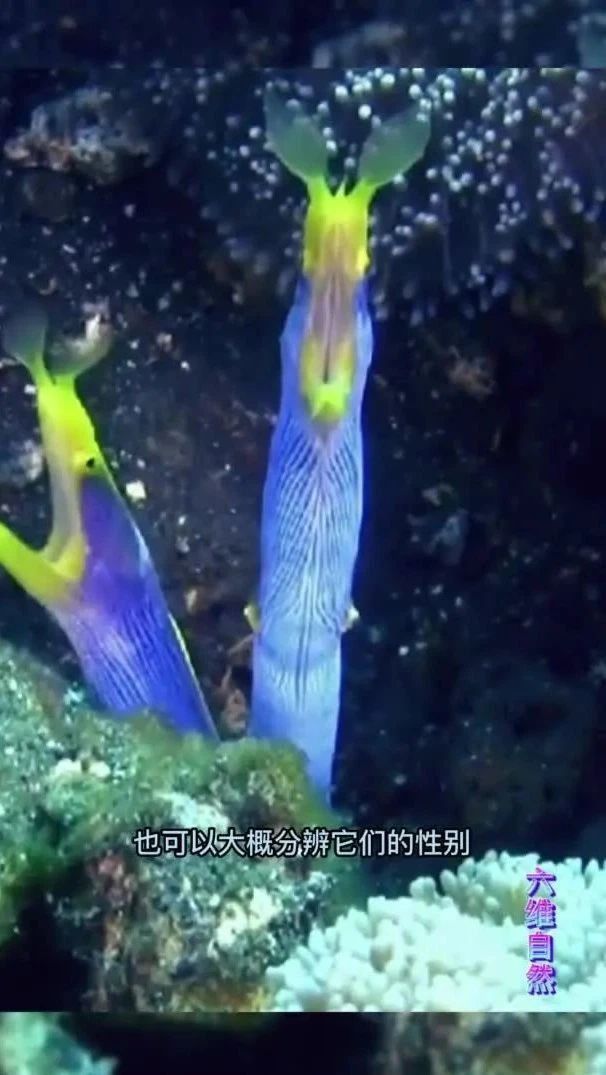 鰻魚公母對照圖片