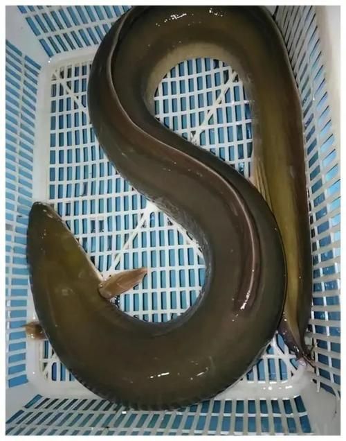 鰻魚公母對照圖片