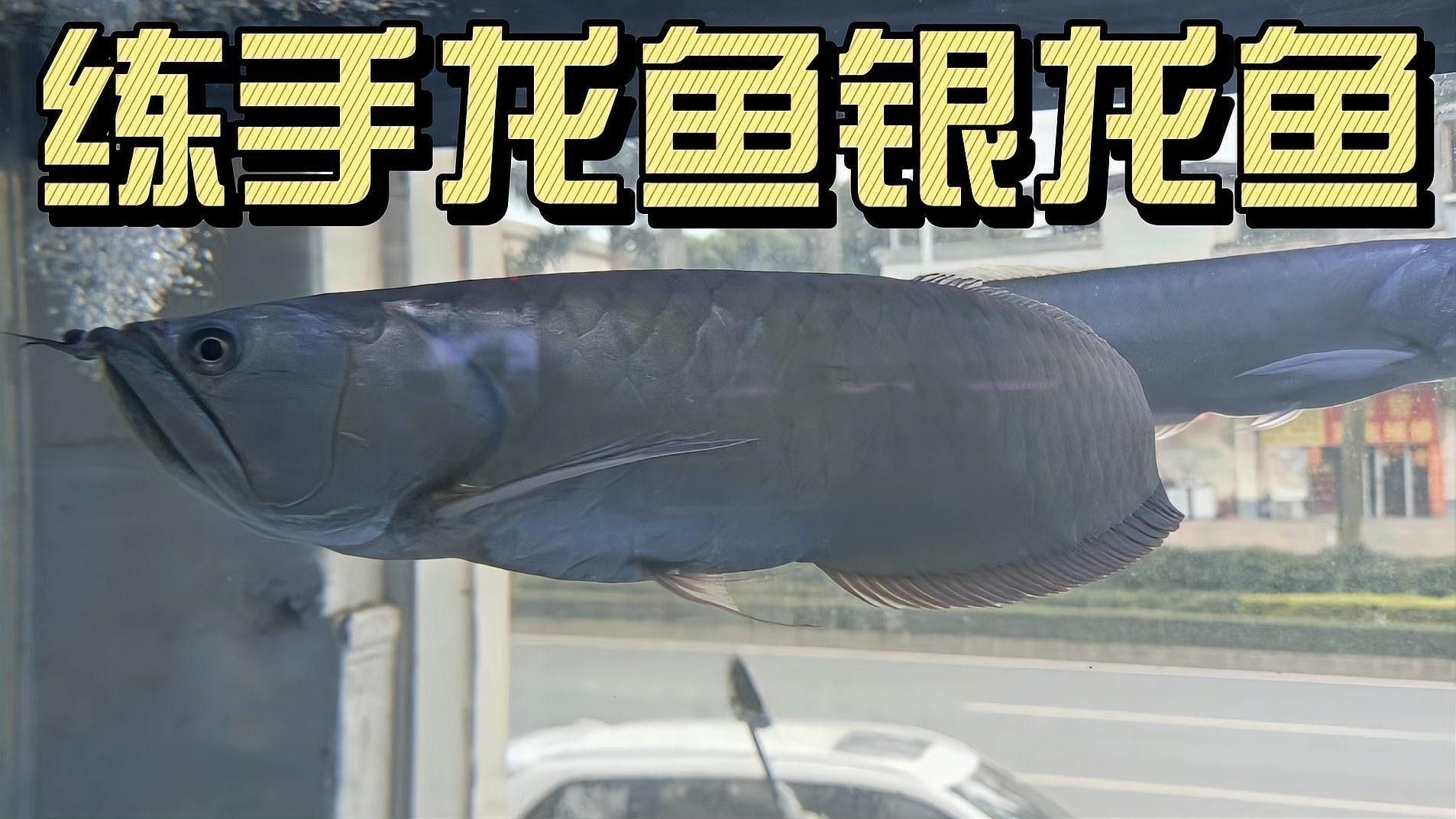 金龍魚vs銀龍魚