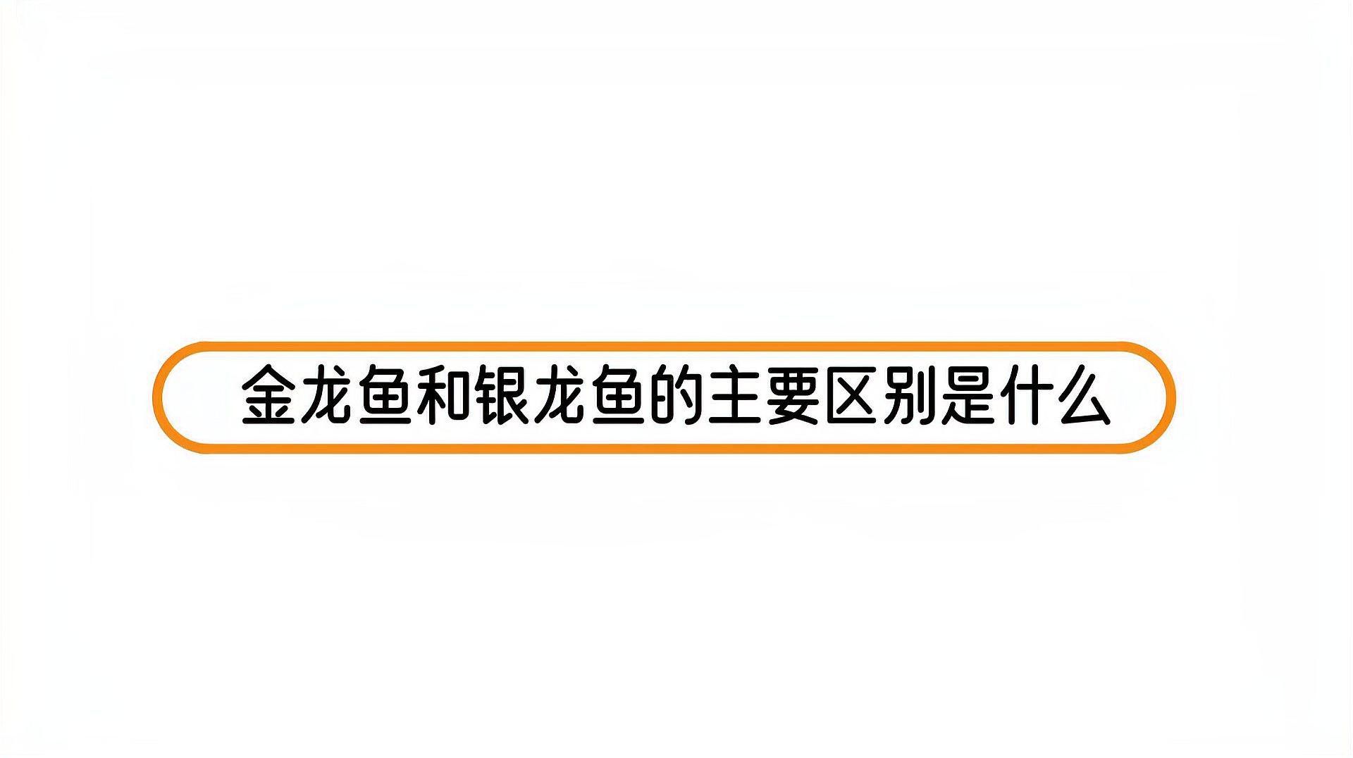 金龍魚vs銀龍魚