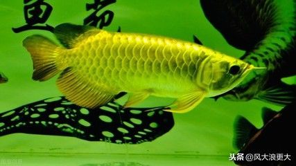 金龍魚一般多大的魚：關于金龍魚體型大小的一些詳細信息
