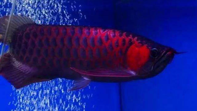 紅龍魚鱗底怎么看（如何挑選紅龍魚的鱗底）
