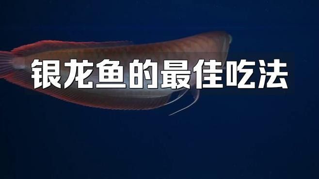 黃色的銀龍魚圖片高清