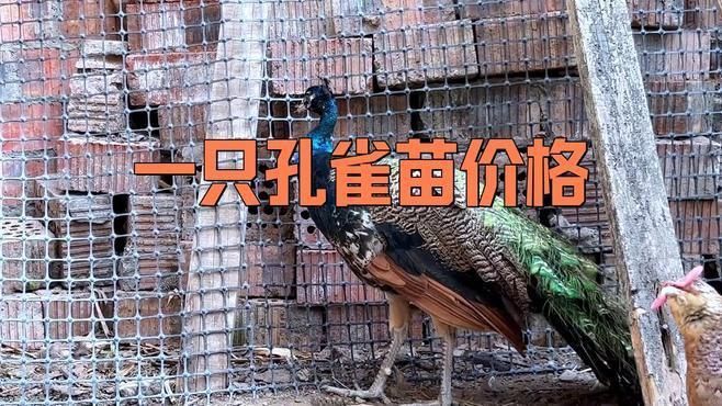 哪有孔雀苗賣多少一只