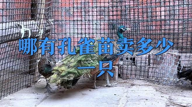哪有孔雀苗賣多少一只