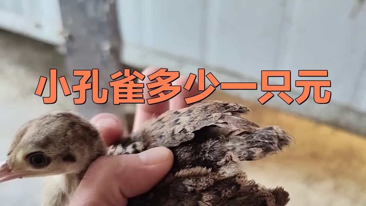 哪有孔雀苗賣多少一只