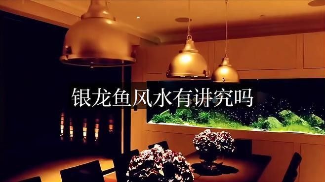 魚缸里養銀龍魚養幾只比較合適呢圖片