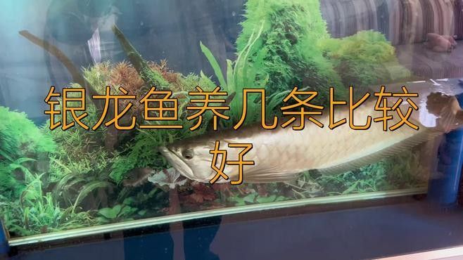 魚缸里養銀龍魚養幾只比較合適呢圖片