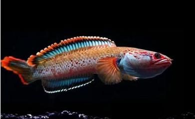 恐龍魚的壽命一般是多久（如何判斷恐龍魚健康狀態,恐龍魚長壽案例分享）