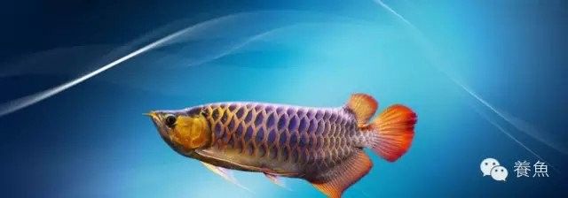 龍魚喂小魚需要消毒嗎怎么喂